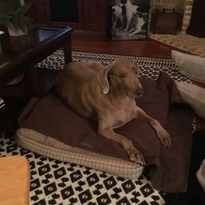 Meet your Posher, Holly